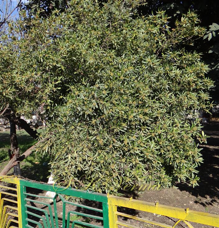  Male Plant